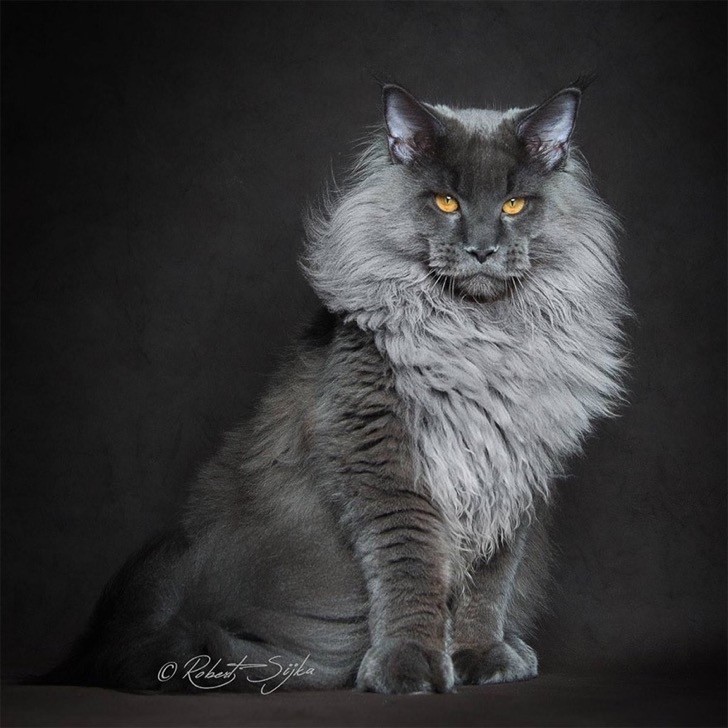 maine coon.jpg