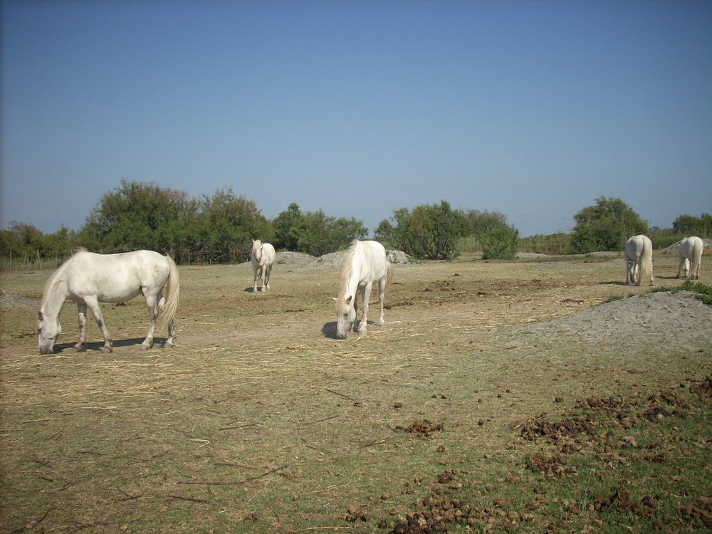 Camarguais.jpg