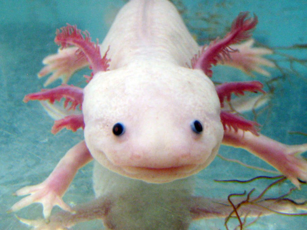 Axolotl-6.jpg