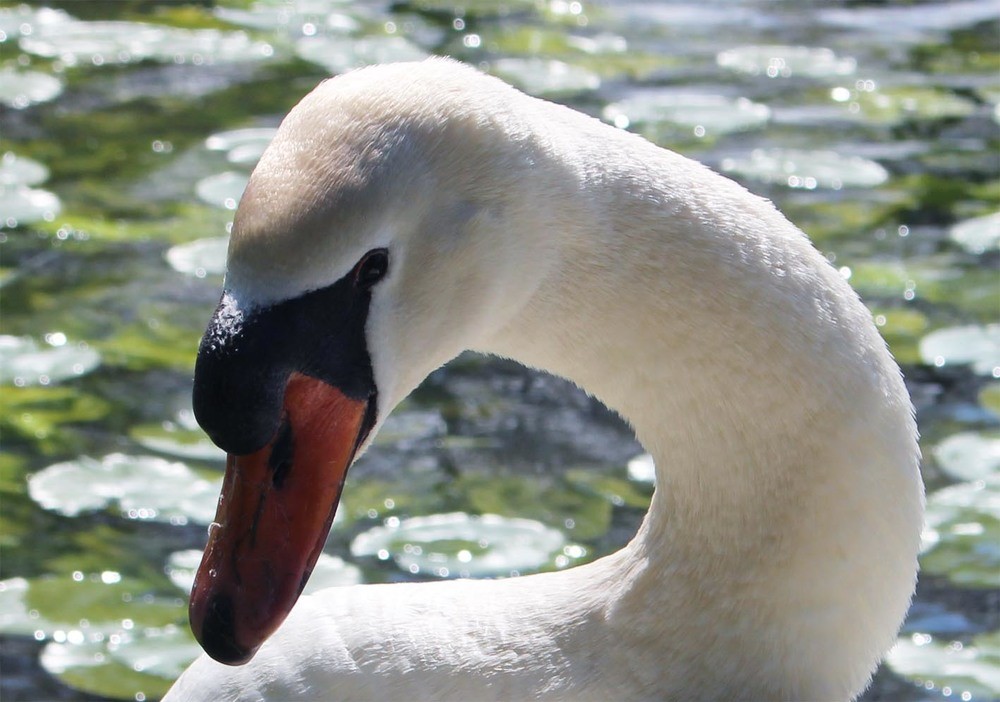 portrait cygne.jpg