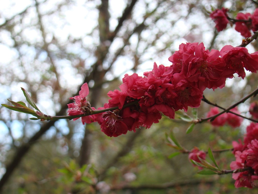 DSC09321.JPG