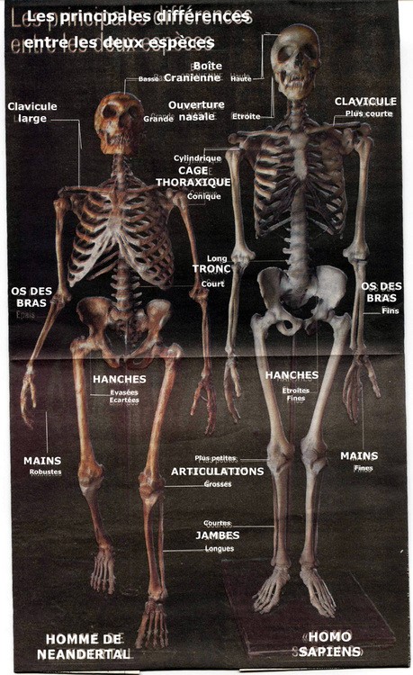 difference-sapiens-neander-1.jpg