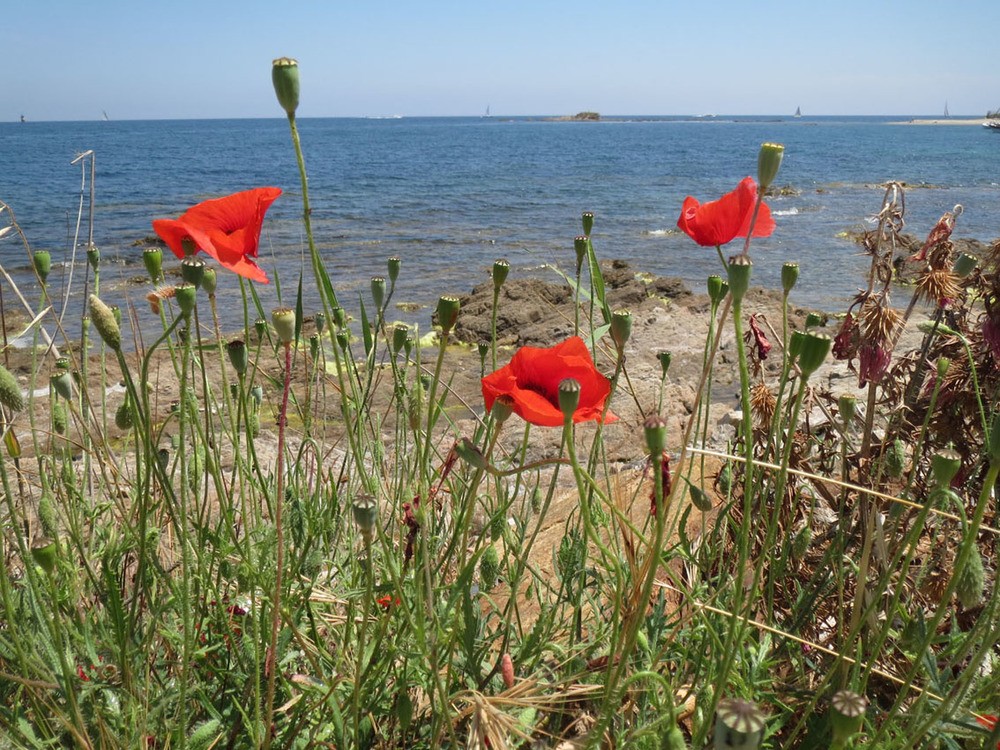 fleurs 2.jpg