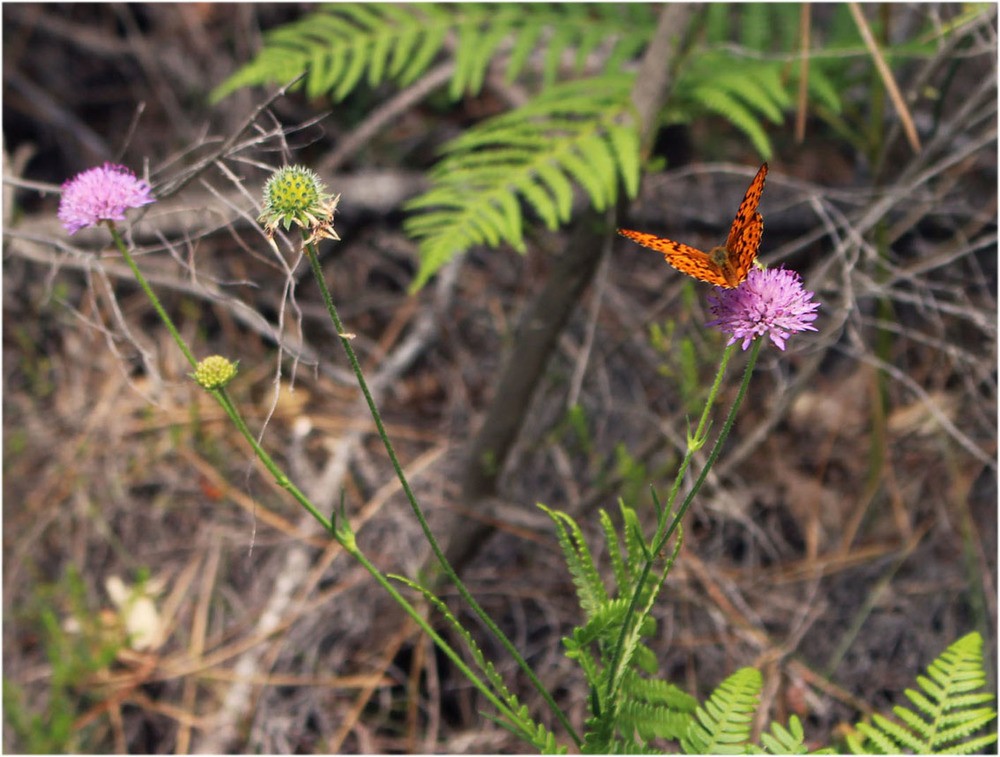 papillon.jpg