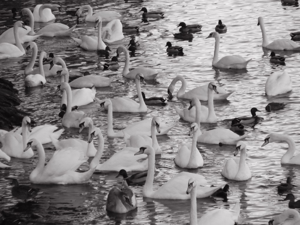 cygnes.jpg