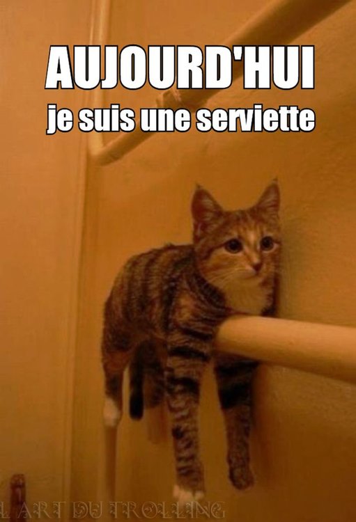 9381373f876ec9ea0b520dde462ca914--le-chat-mignon.jpg