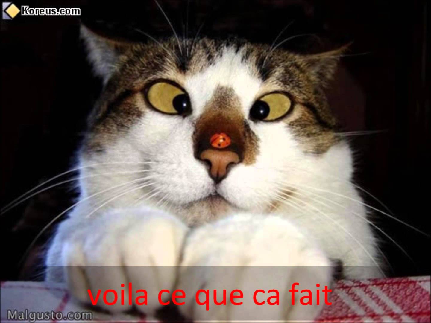 Mes Amis Les Chats Animaux Forum Fr