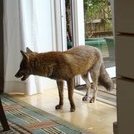 Fox In The Henhouse