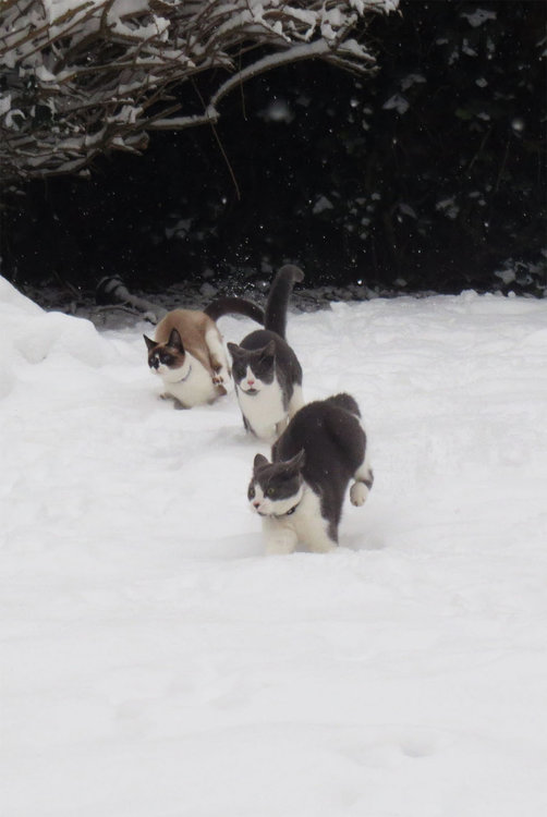 Cats.jpg