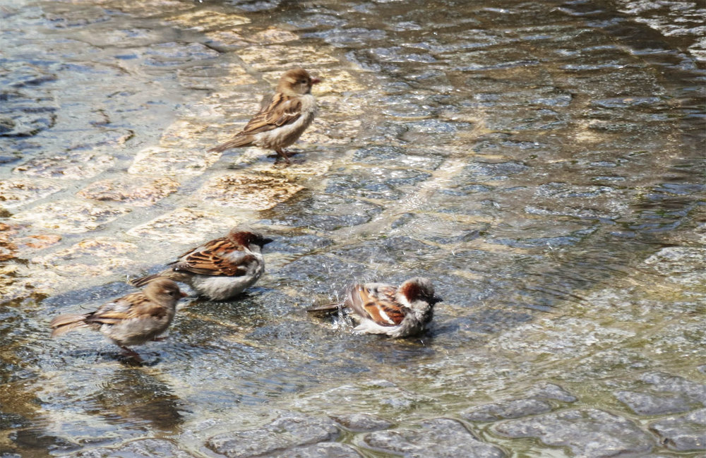 Birds9.jpg