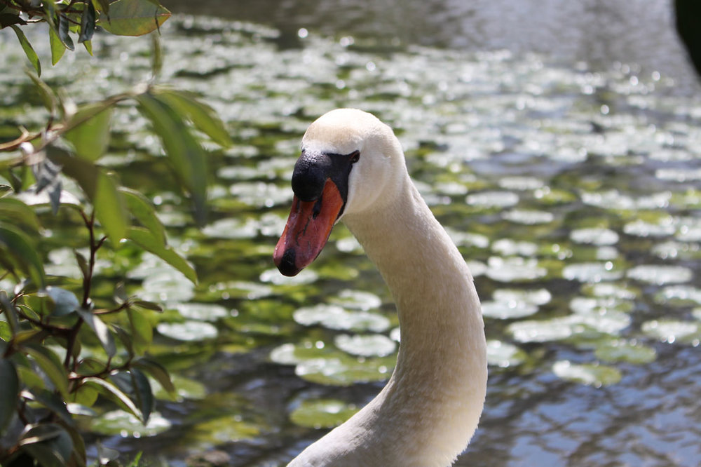 Cygne66.jpg