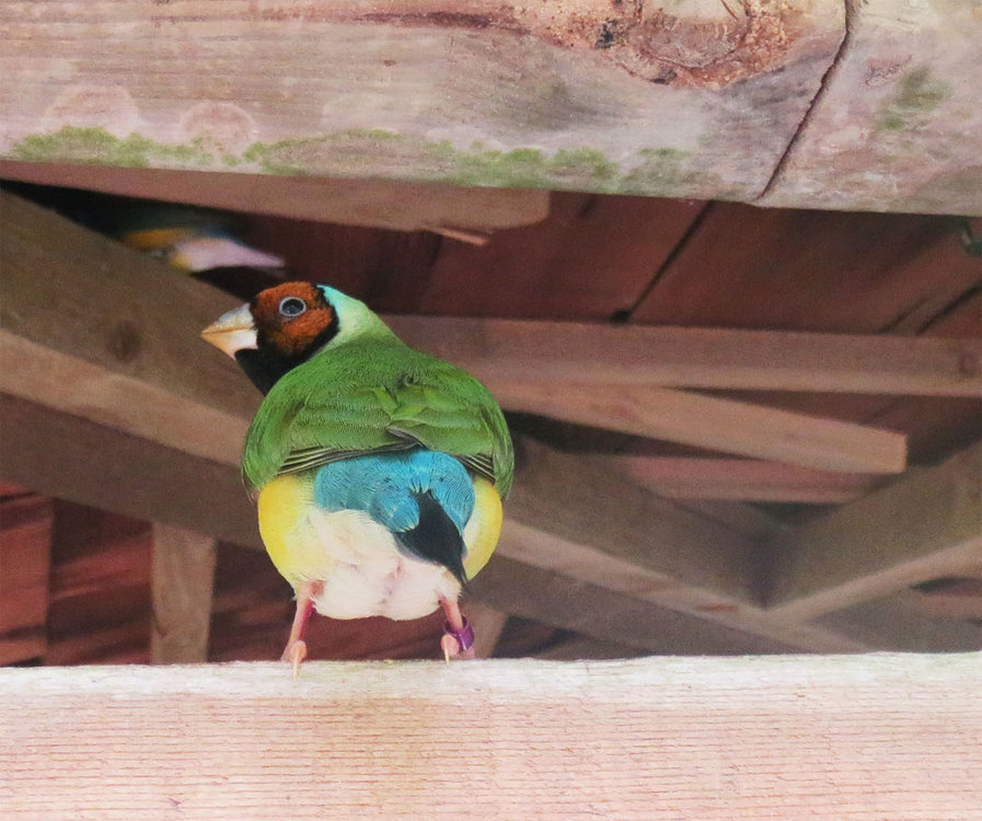 bird99.jpg