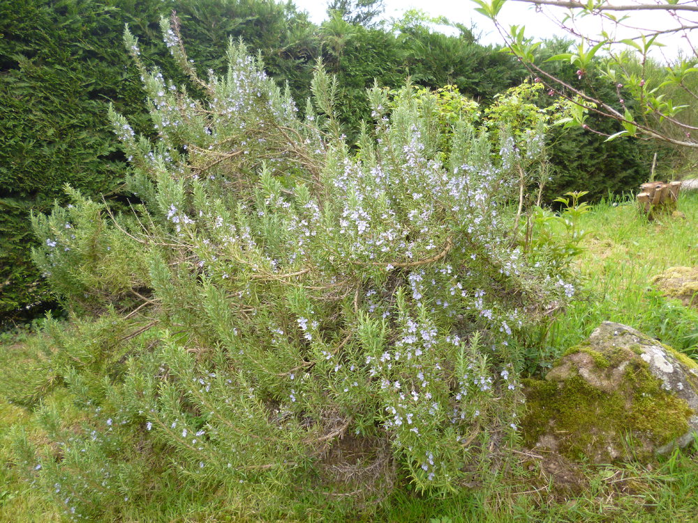 P1050074.JPG