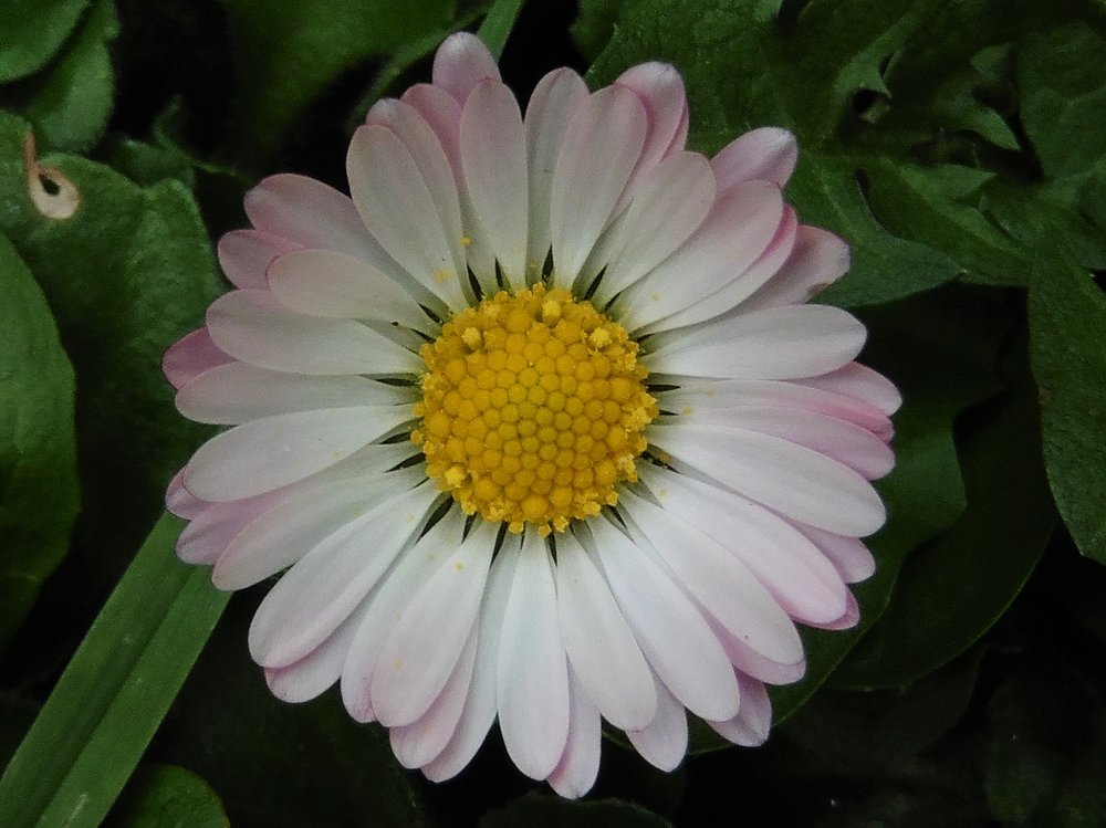 fleur.jpg
