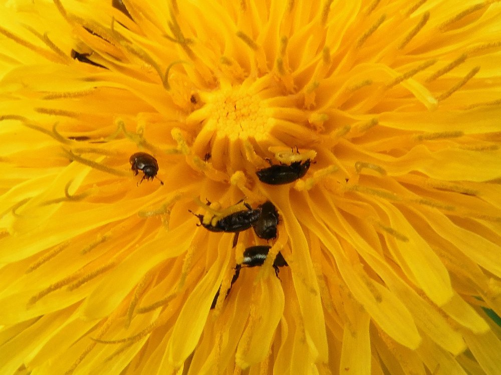 fleur4.jpg