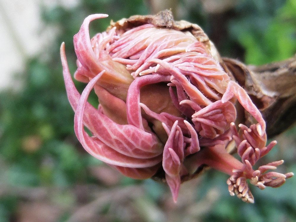 fleur5.jpg