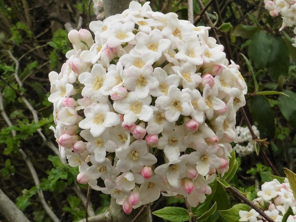 fleurs.jpg