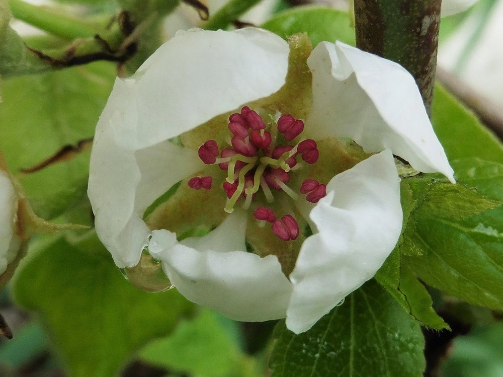 fleurs3.jpg