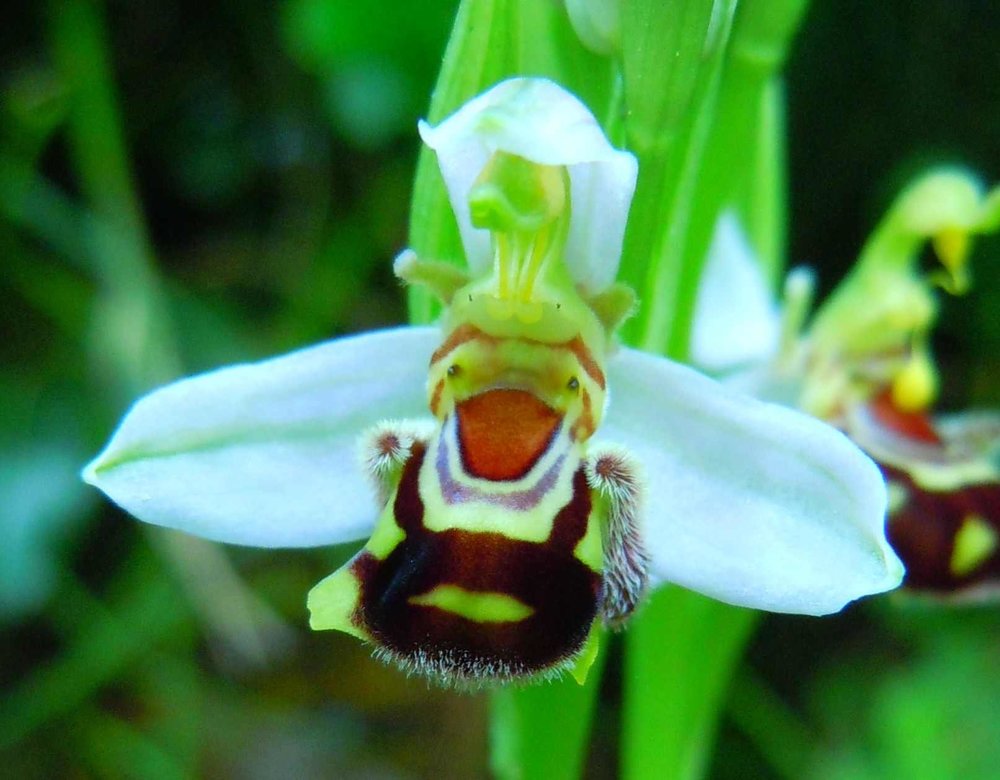 1914125750_ophrys02.thumb.jpg.9d7fd0f1839310f2f2566a4c15781393.jpg
