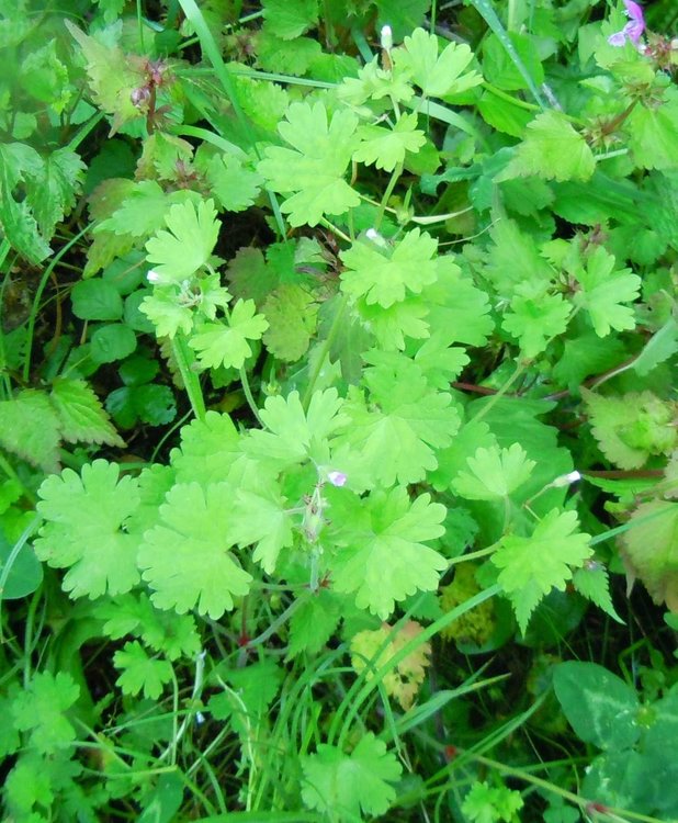 790926239_graniummolle.thumb.jpg.481dff111dfc0b19e71f75a92792f51f.jpg