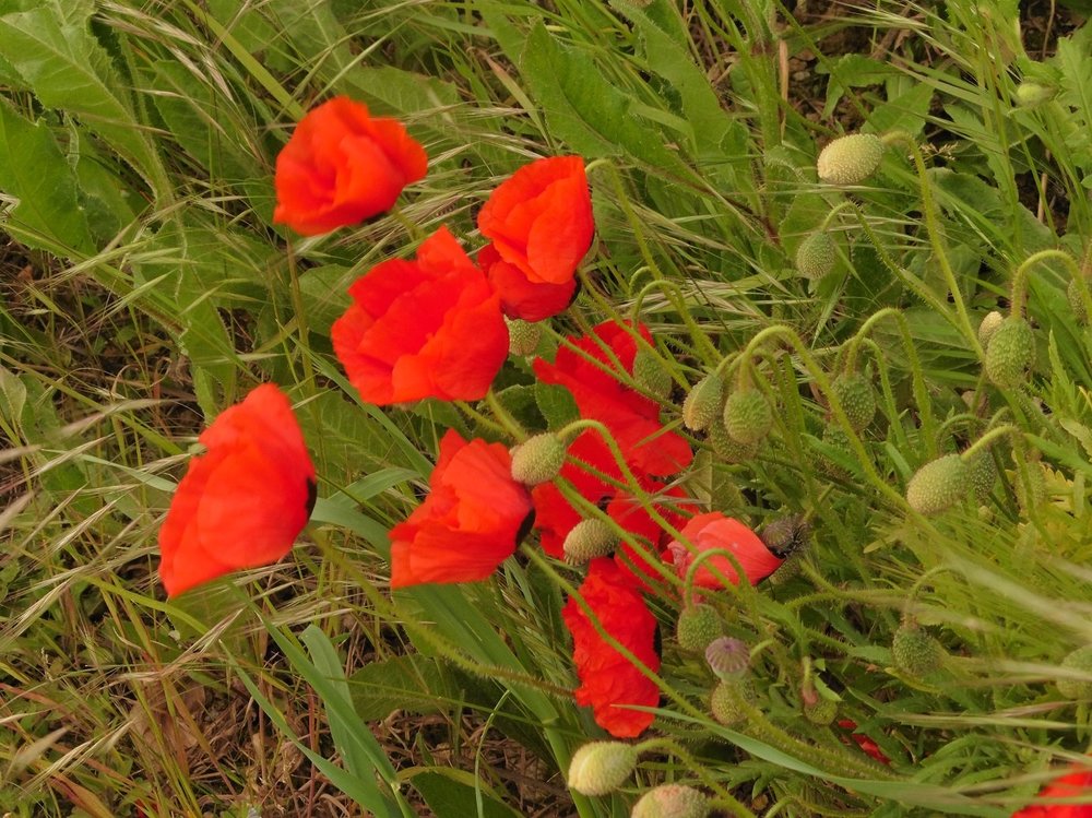 fleur9.jpg