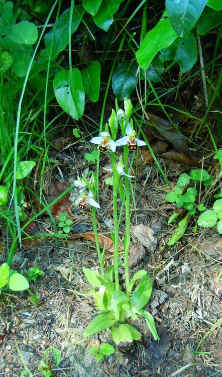 ophrys.thumb.jpg.7cbd3a7507fc5daac8572bbc306e2147.jpg