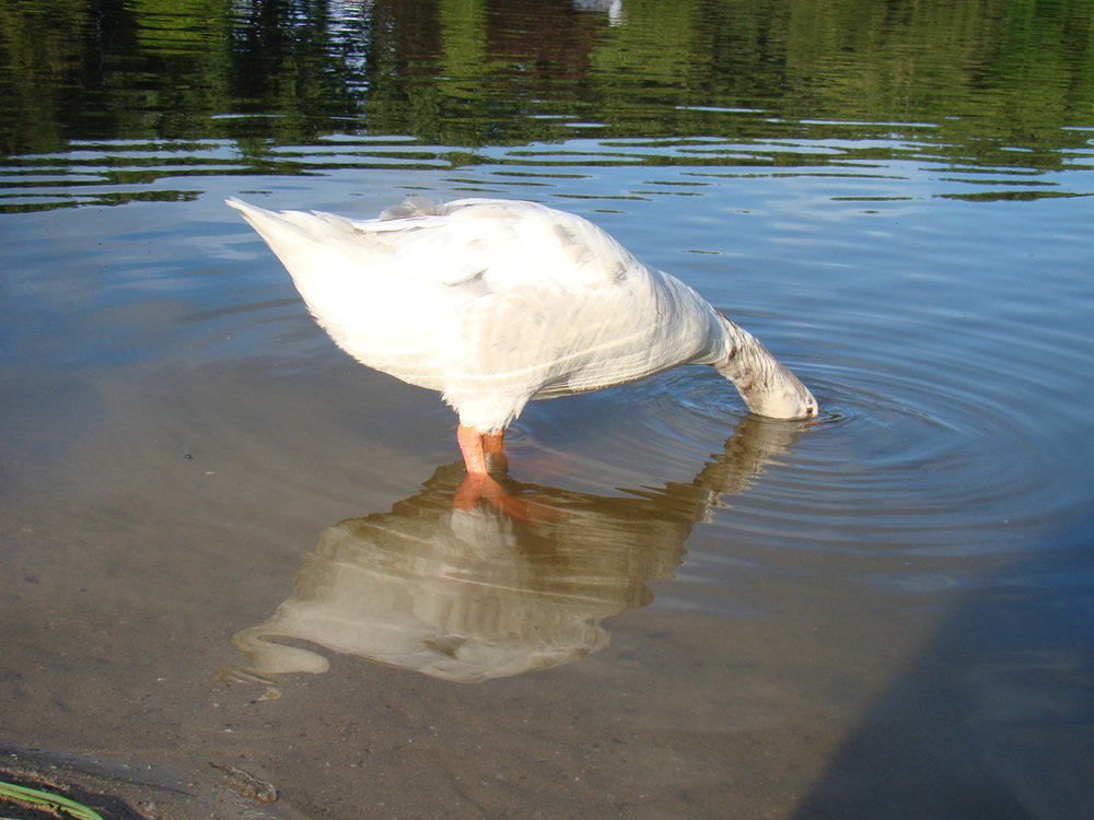 1141675283_DSC010801.thumb.jpg.a9653bdec90385f432ef55cad3a691bb.jpg