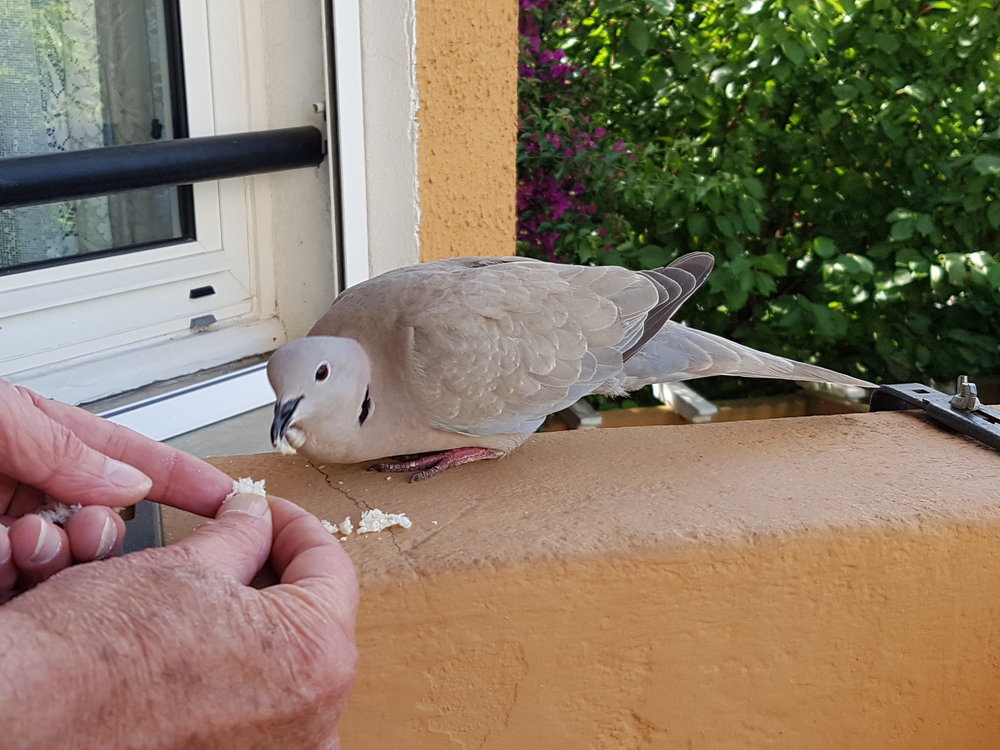20180608_191057.jpg