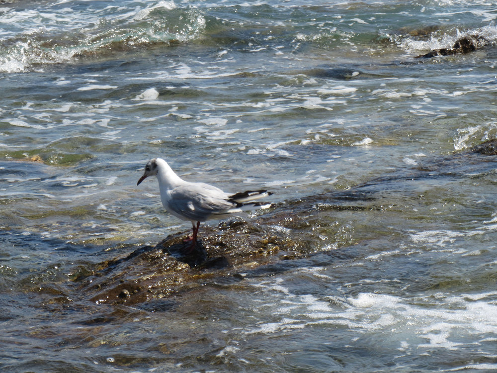 Bird.jpg