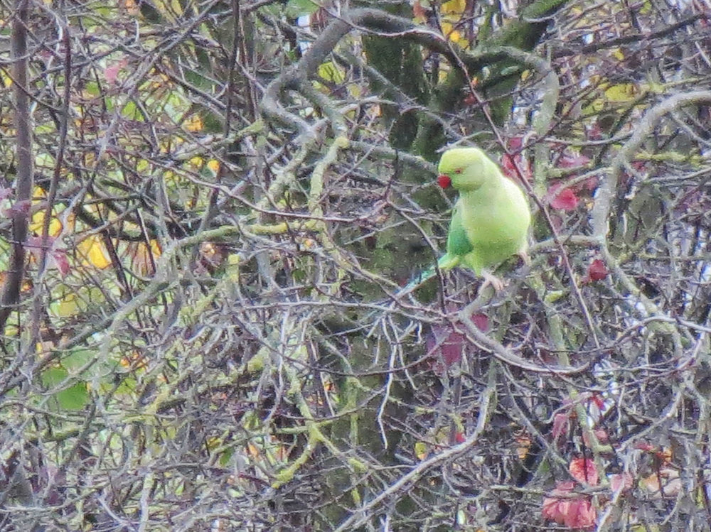 Bird8.jpg