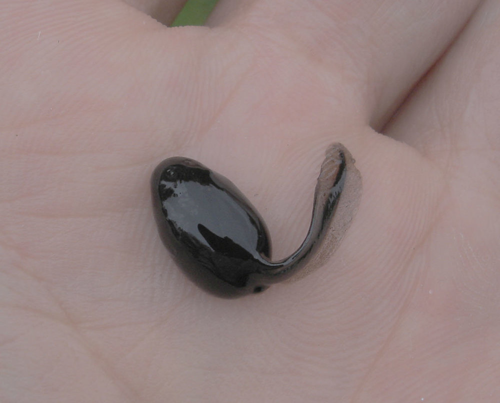 tetard.thumb.jpg.61f7701deb6fa6fad941bb7599ff1163.jpg
