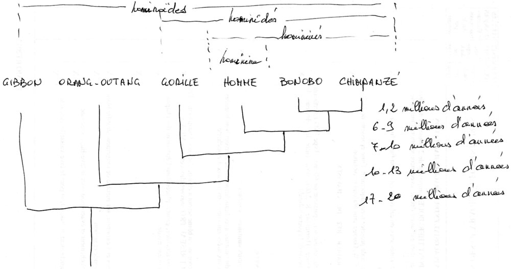 Evolution des espèces.jpg