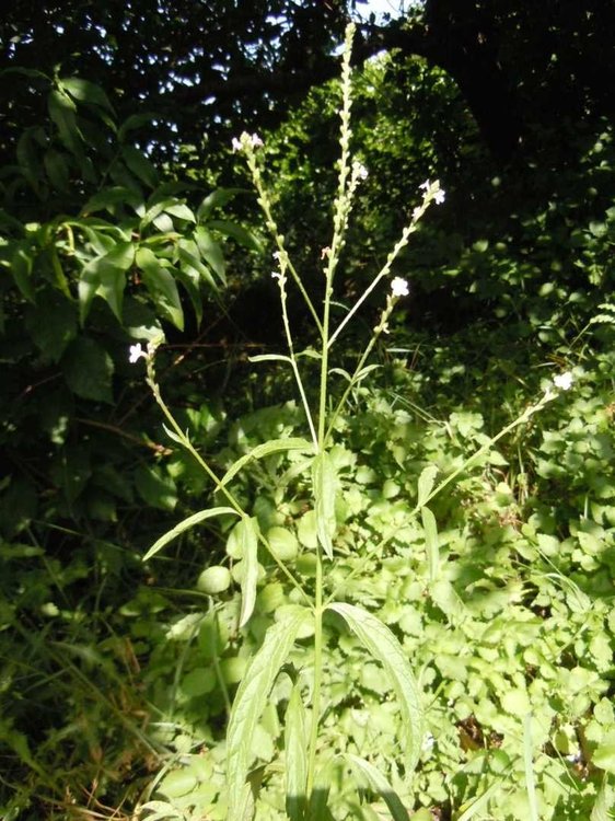 verveine.thumb.jpg.1c5a3c7ce8f51b51a4a97a2fd75f0f06.jpg