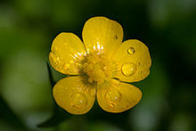 220px-Ranunculus_macro.jpg.82905639579bce7c07dc0bfa719fdd9d.jpg