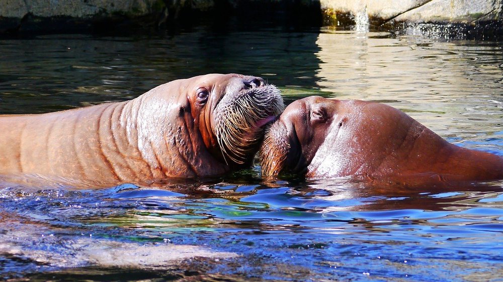 walrus_animal_marine_life_mammal_snout-1386708.jpg!d.thumb.jpeg.e1976471eb4a6bb53bad7c8042fe17eb.jpeg