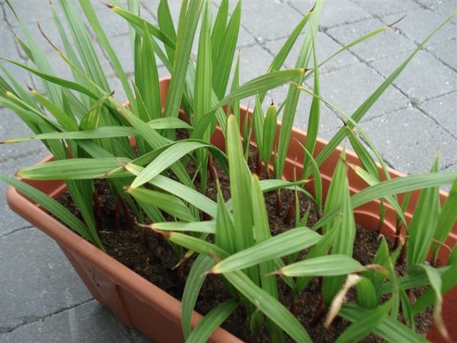 verspenen-00.jpg.5190730277d82a426302a61df1338d24.jpg