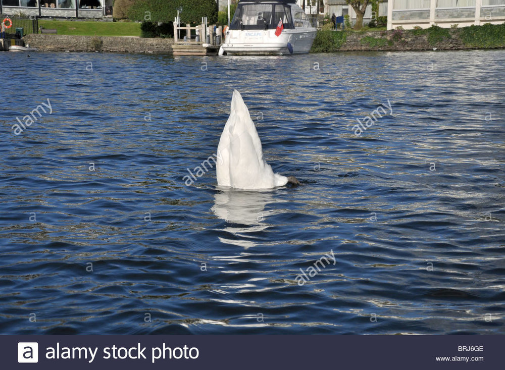 un-cygne-ducking-sous-leau-avec-ses-fesses-en-lair-brj6ge.jpg
