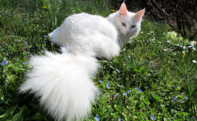 angora.jpg.13eda6367411676671d13dc015c86ecb.jpg