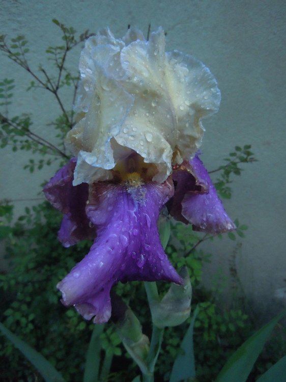 1848746652_iris2.thumb.jpg.a732eabd81442a051870a1436b7137c4.jpg