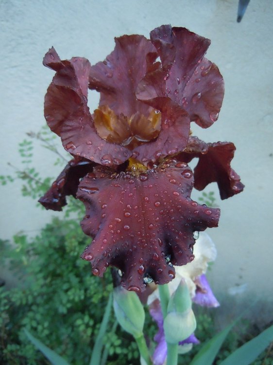 1943942193_iris3.thumb.jpg.e43d1a870319205473d245f5ead3d0b6.jpg