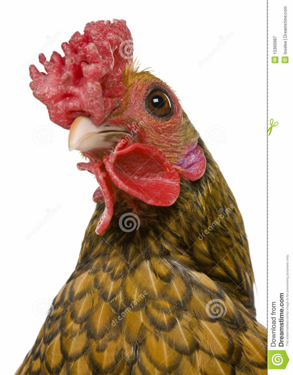 headshot-de-plan-rapproché-de-coq-d-de-sebright-15360987.jpg