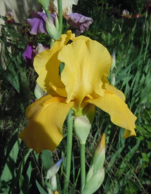 64235151_irisjaune.thumb.jpg.adfc245f78a4ad9f080056713a33c910.jpg