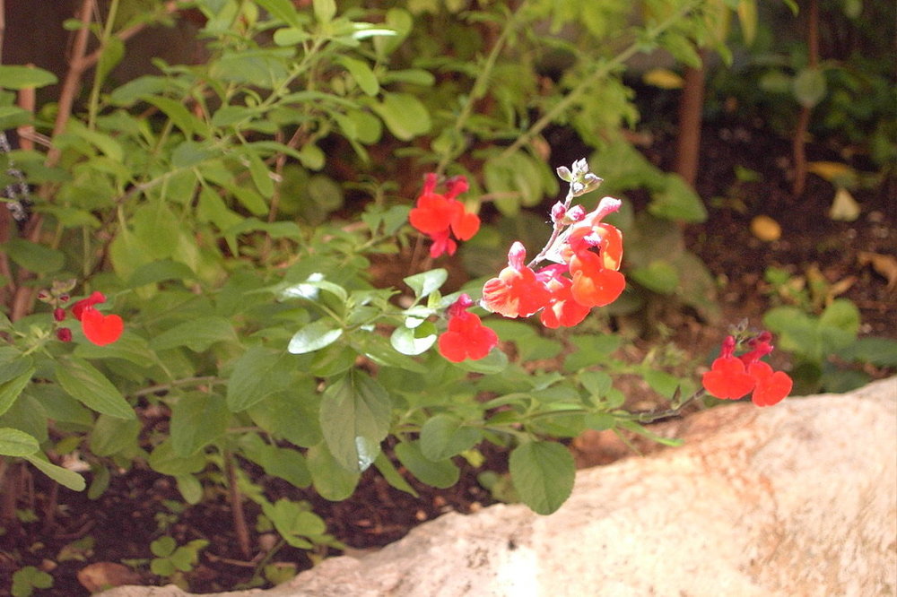 158d.jpg