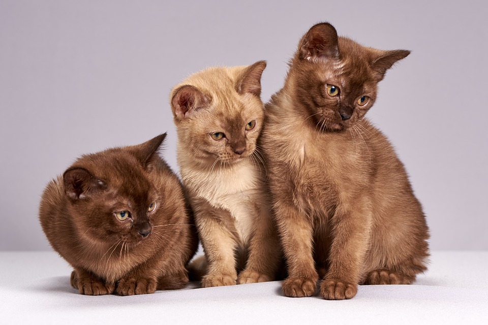 Trois p'tits chats