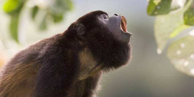 Le cri des animaux