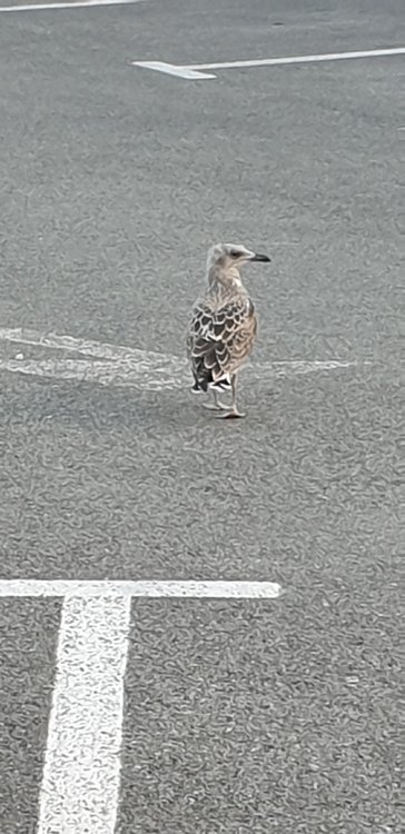 20190615_202712.thumb.jpg.e319df440b5d768d1e95afafa025c20c.jpg
