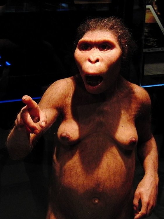 Lucy_Australopithecus_Restoration_model.thumb.jpg.d36fee8d15e75e934d37c355a5c35447.jpg