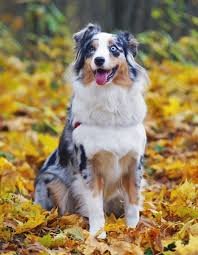 Les Animaux De Compagnie Les Plus Mignons Animaux Forum Fr