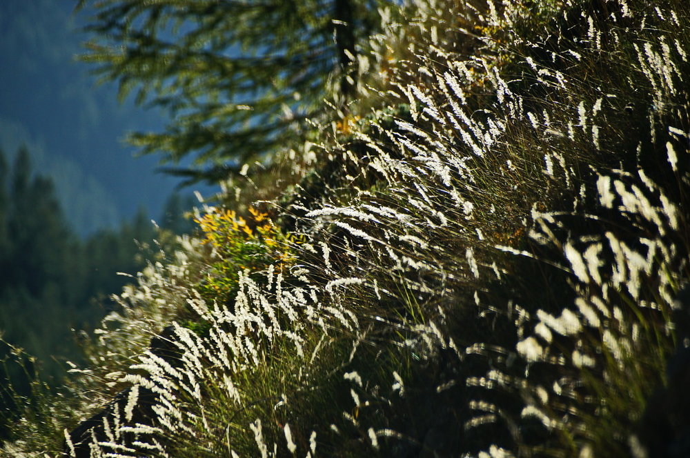 DSC02255_redimensionner.JPG