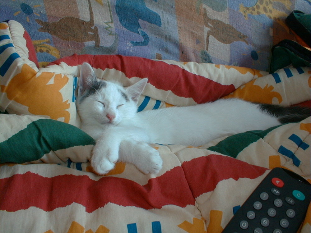 Tweety sieste.JPG